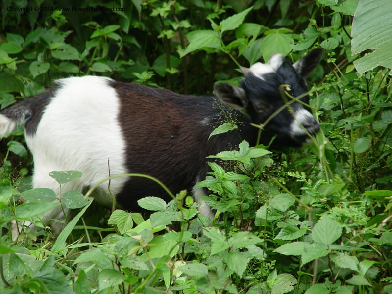 Goat--Cameroon. Mt. Cameroon. 6 Dec 03. 127.jpg