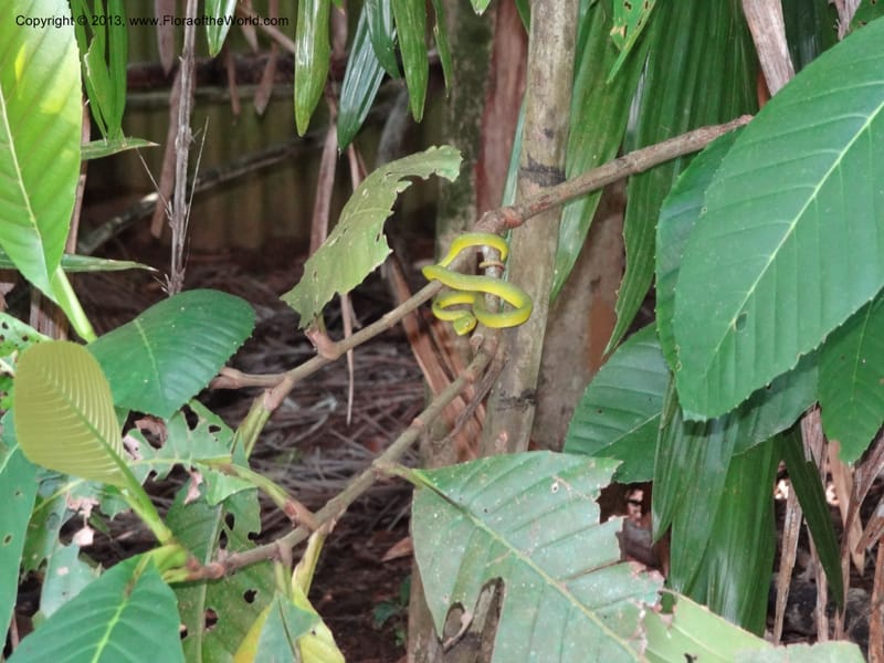 Malaysia, Sarawak. Bako Nat. Park. Beach. 31 Mar 2012. DSC06362 (75).JPG