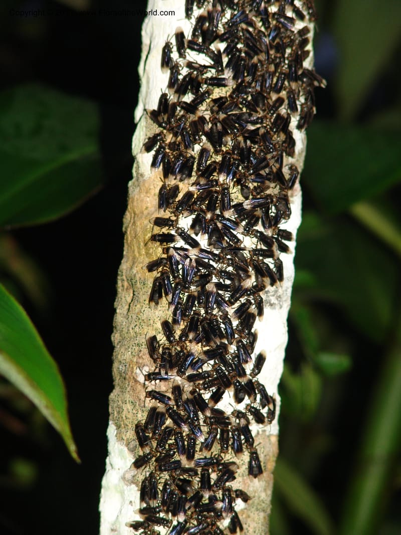 wasps--Ecuador. Maquipucuna Biol. Res. Send. Princip. 11 Mar 06. 001 (1).jpg