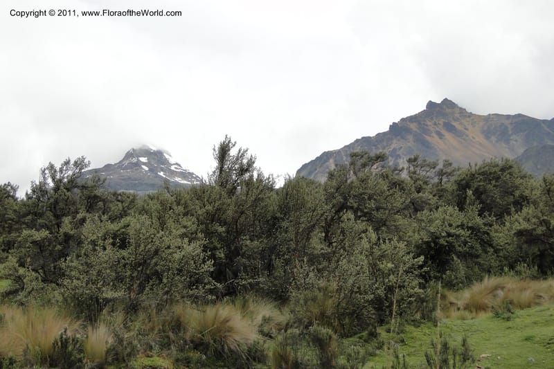 Ecuador. Pichincha. Res. Ecol. Ilinizas. 4 June 2011. 307.jpg