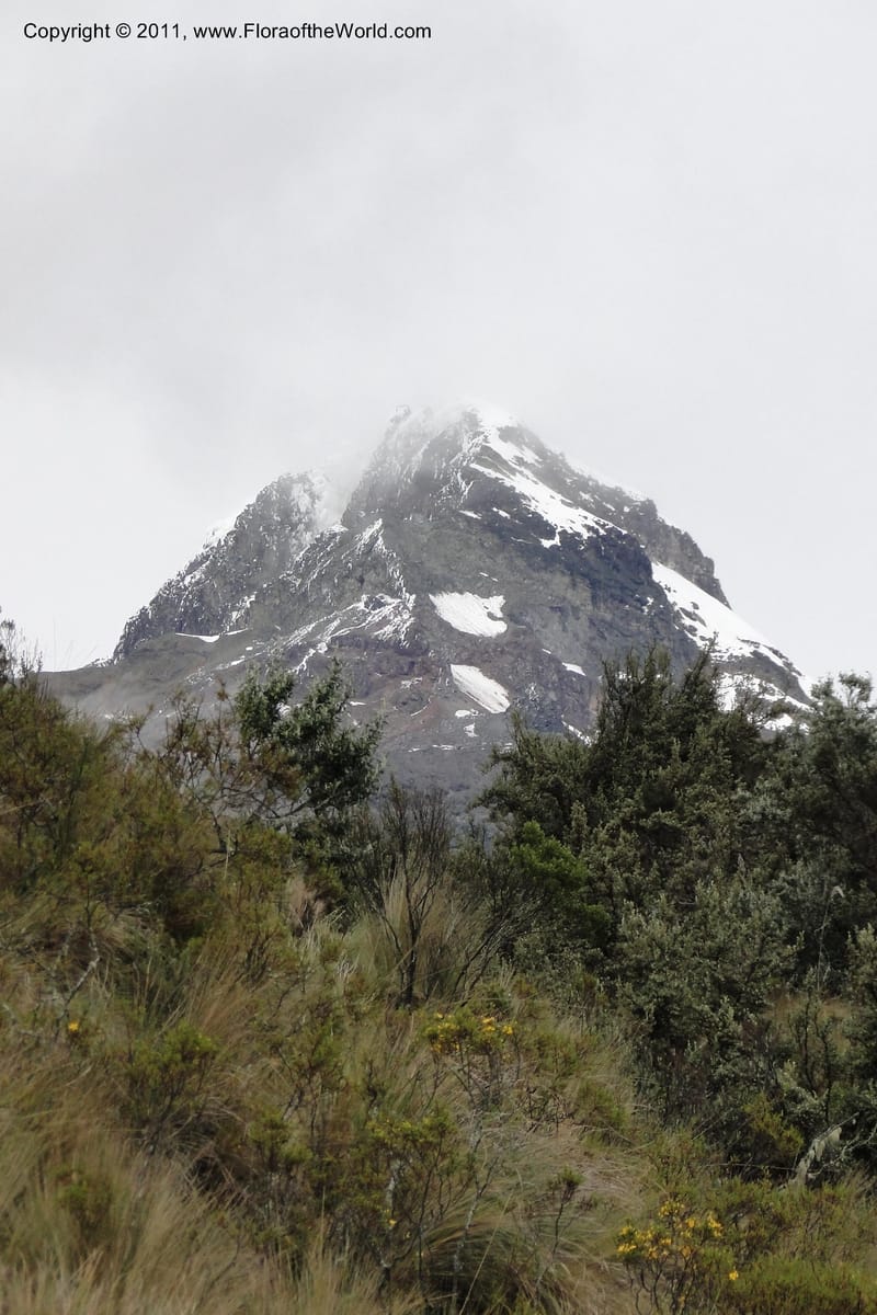 Ecuador. Pichincha. Res. Ecol. Ilinizas. 4 June 2011. 080.jpg
