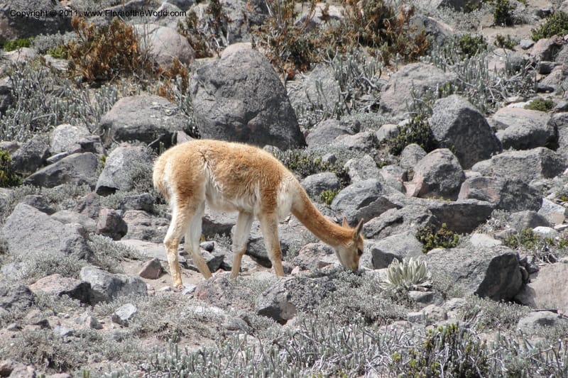 Vicuna--Ecuador. Chimborazo. El Primer Refugio. 5 Jun 2011. 164 (1).jpg