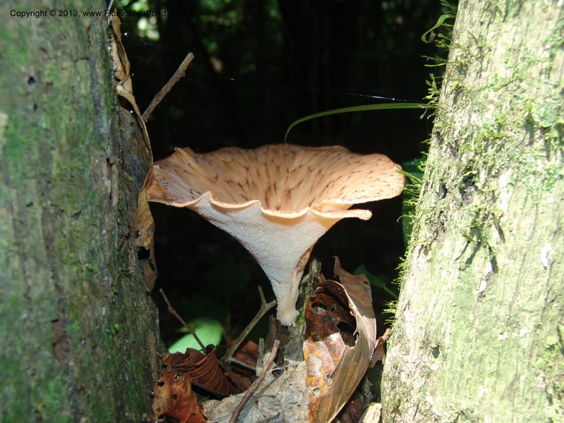 Bolivia. Pq. Nac. Madidi. Chalalan. Sendero Wichi. 25 Nov 04. 008.jpg