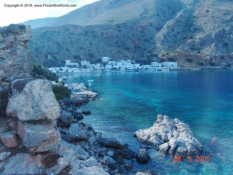 Crete.  Loutro. 28 May 05.  028.jpg