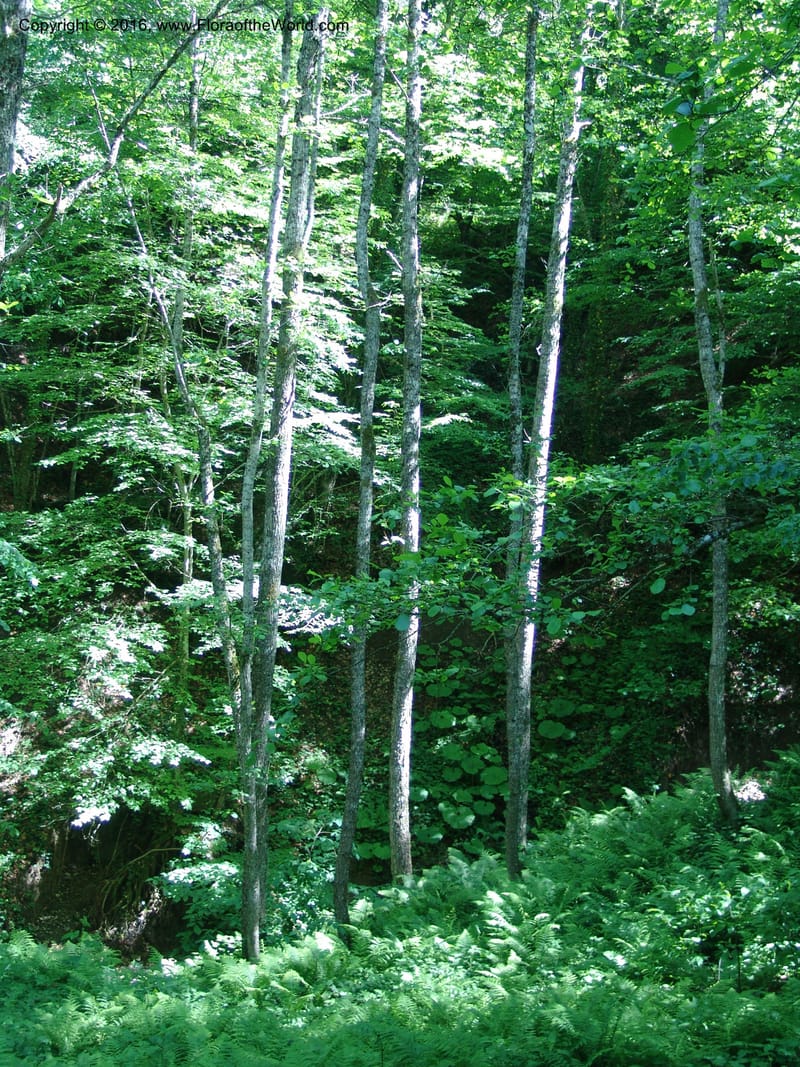 Georgia. Borjomi-Kharagauli Nat. Pk. 8  Jun 05. 154.jpg