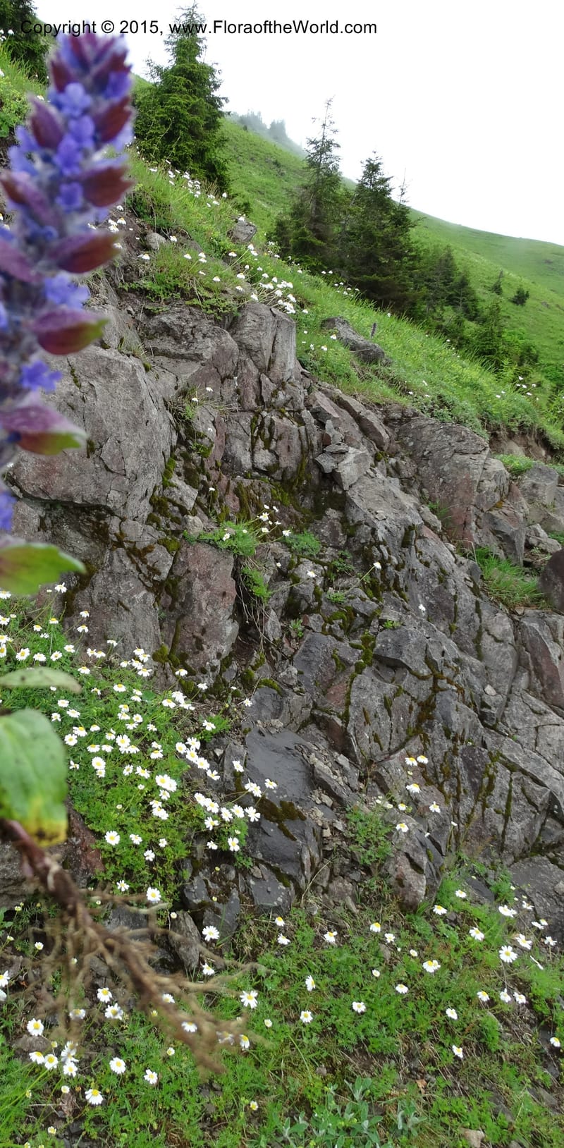 Georgia (Caucasus). Koslitavi, branch of Merisi Gorge. 11 Jun 2014. DSC08456 (109).JPG