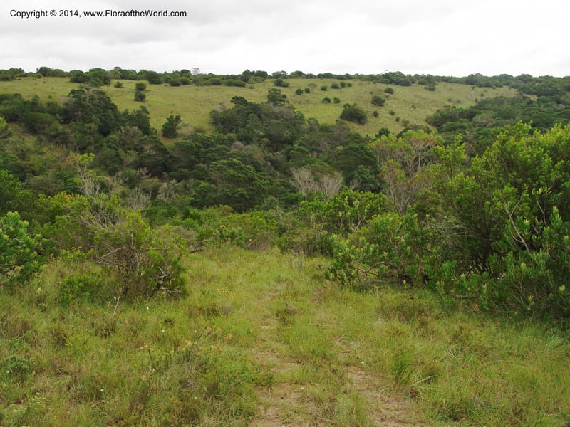 So.Africa. E. Cape. Trappes Valley. 7 Mch 05. 102.jpg