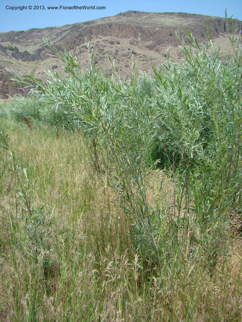 OR. Malheur Co. Owyhee Riv. near Three Forks. 16 Jul 08. 084.jpg