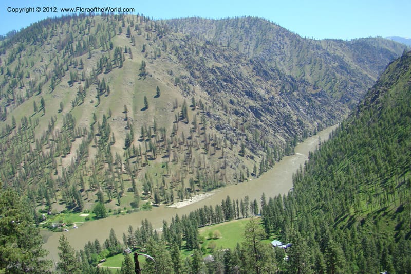 Idaho. Idaho Co. Salmon River. Polly Bemis Ranch. 27 May 2009. 297.jpg