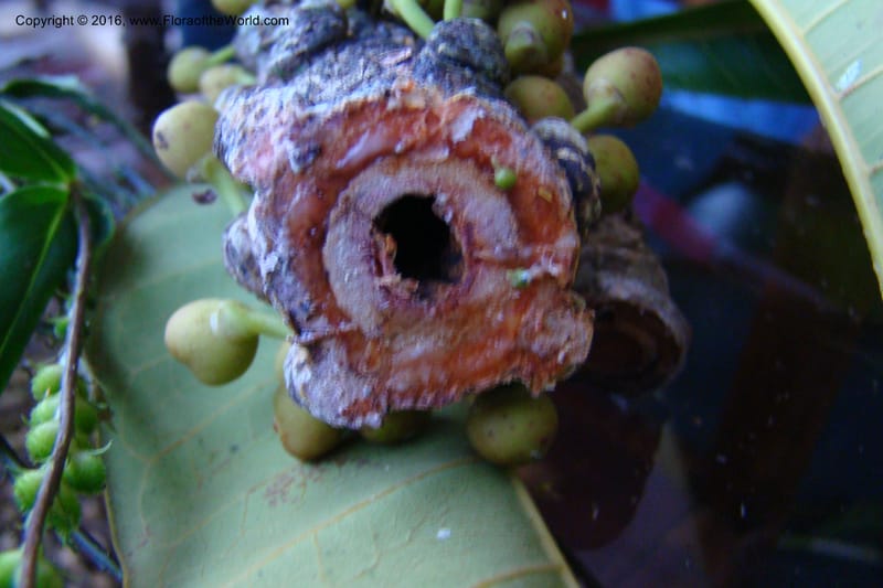 Peru. Loreto. Dist. Nauta. Miraflores, Rio Tigre. 10 Nov 08. 010.jpg