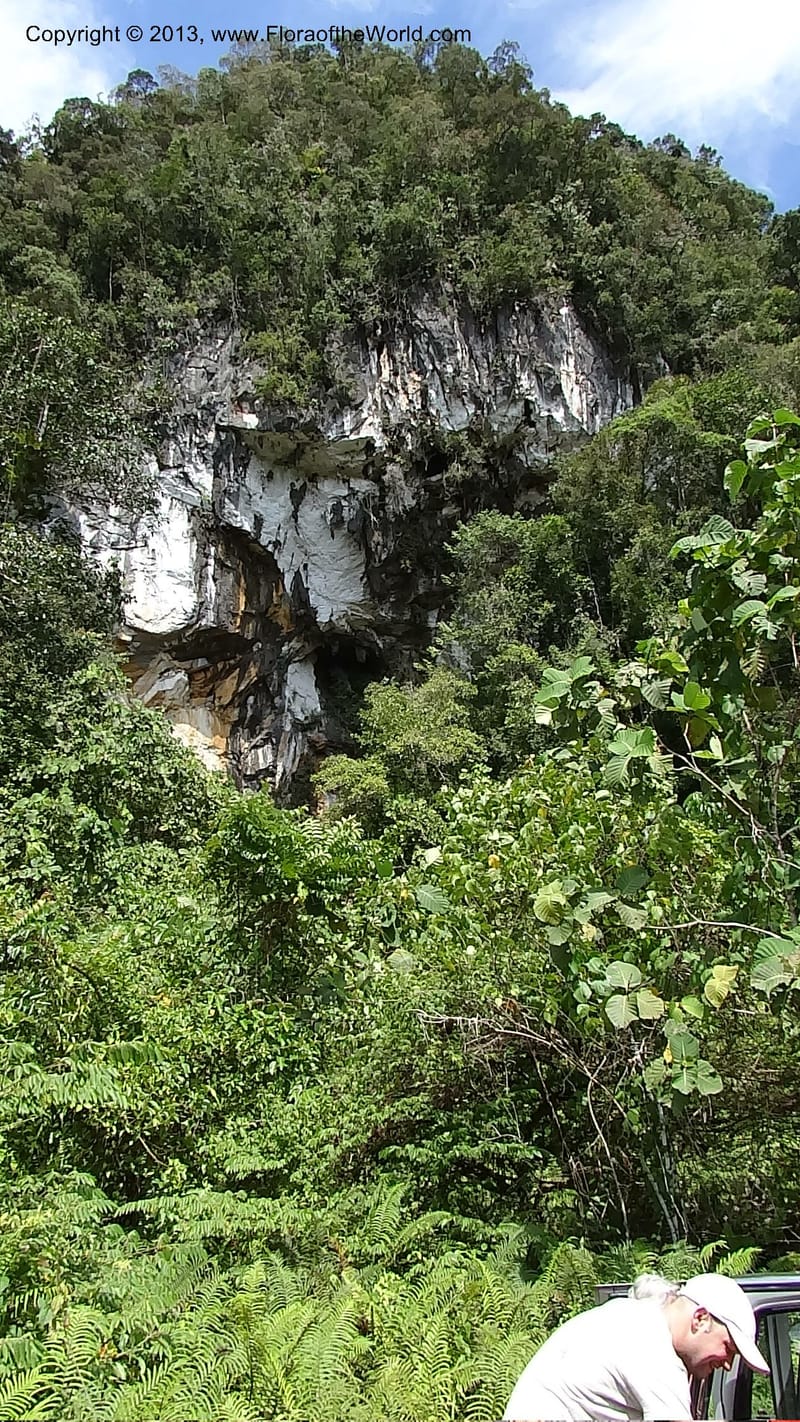 Gunong Fairy. Sarawak. 27 Mar 2012. DSC05521 (5).JPG