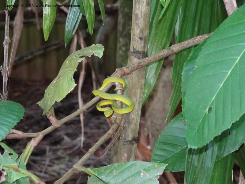Malaysia, Sarawak. Bako Nat. Park. Beach. 31 Mar 2012. DSC06362 (79).JPG