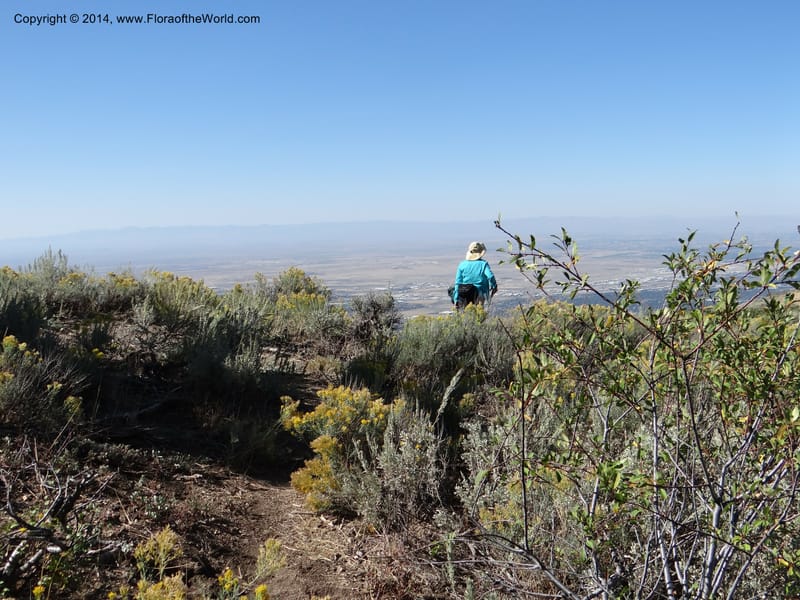 ID. Ada County. Idaho Bird Observ. Lucky Peak. 16 Sep 2013. (59).JPG