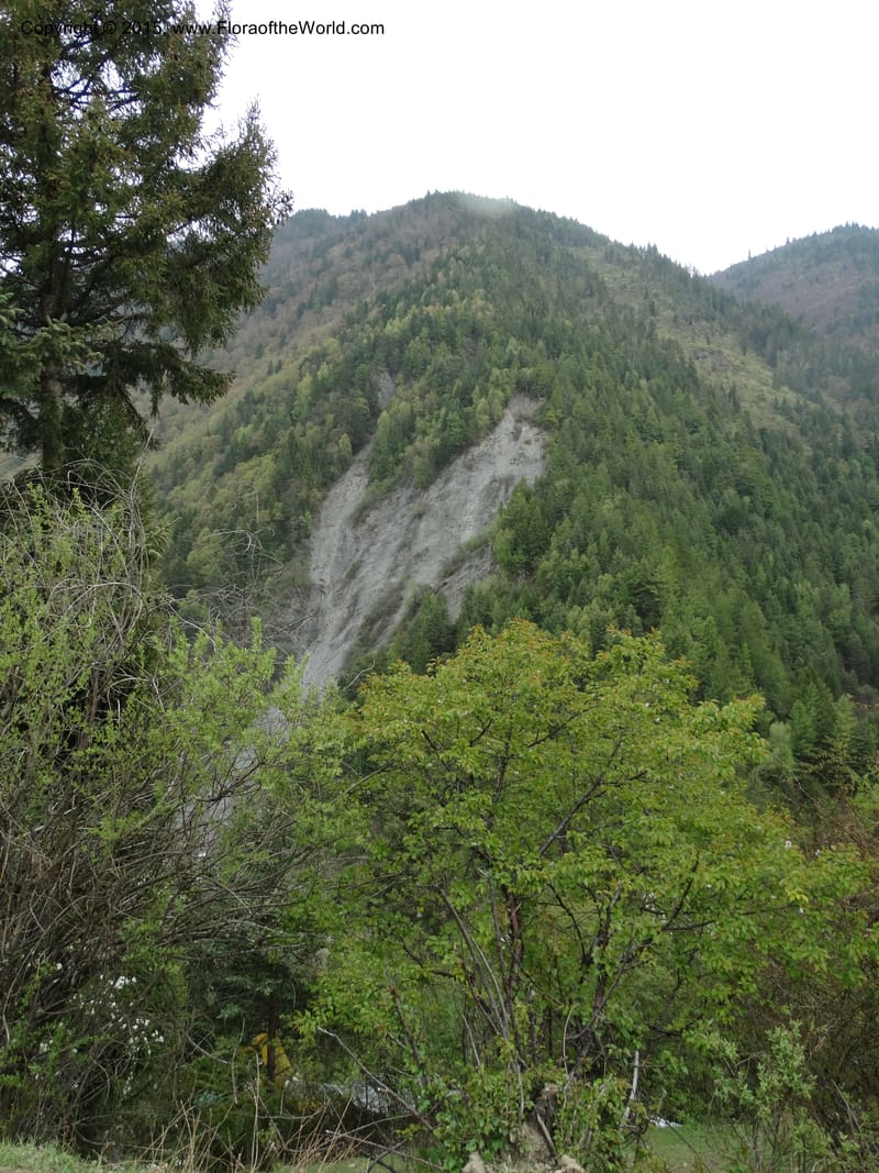 China. Sichuan. Siboguo Village. 9 May 2014. DSC04819 (3).JPG