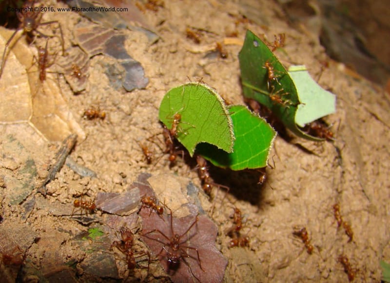 Leaf cutter ants--Peru. Loreto. Dto.Parinari. Qbda Parinari. R.Samiria. 17 Nov 08. 268.jpg