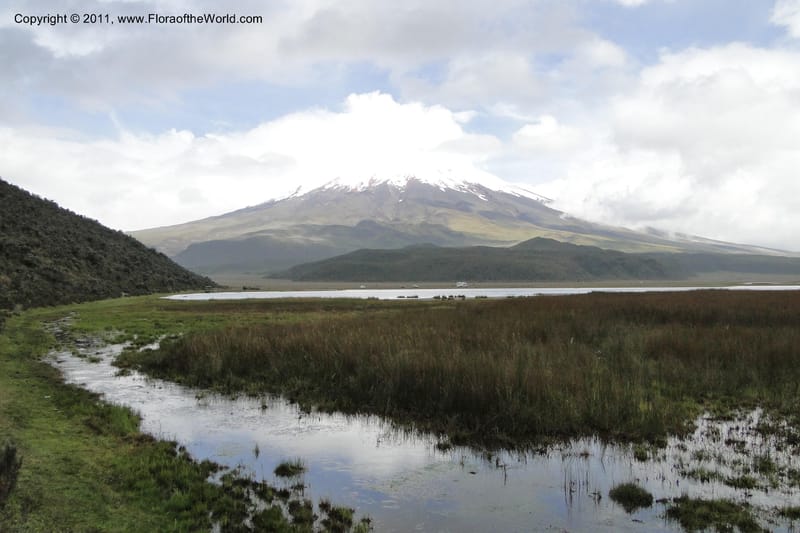 Ecuador. P. N. Cotopaxi. 3 Jun 2011. 204.jpg