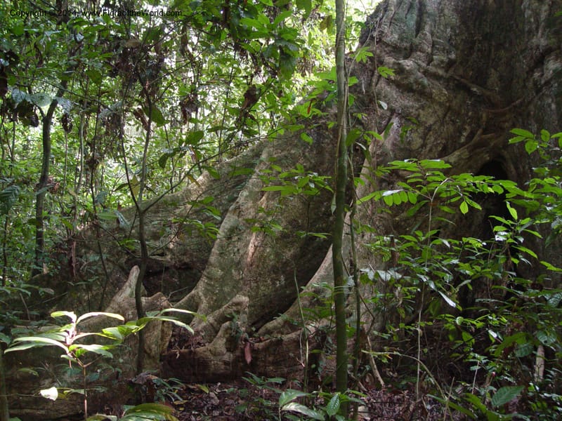 Cameroon. Bimbia Mangrove Nat. Trail. 8 Dec 03. 024.jpg