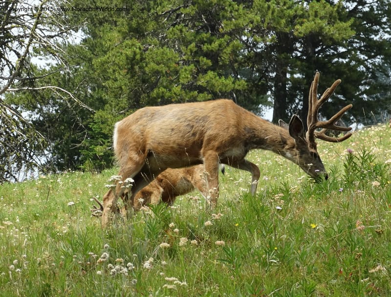 ID. Idaho Co. Seven Devils Campground. 11 Aug 2014. DSC00412 (1).JPG