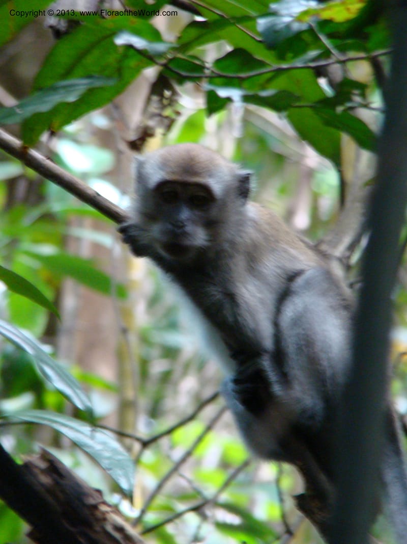 Singapore. Bukit Timah Reserve. 8 Mch 08. 086.jpg