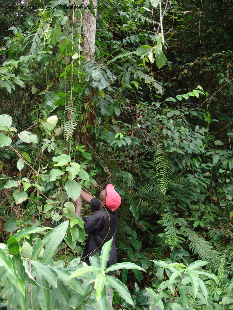 Gabon. Prov. Estuaire. Mondah Forest. 16 Apr 06. 408.jpg
