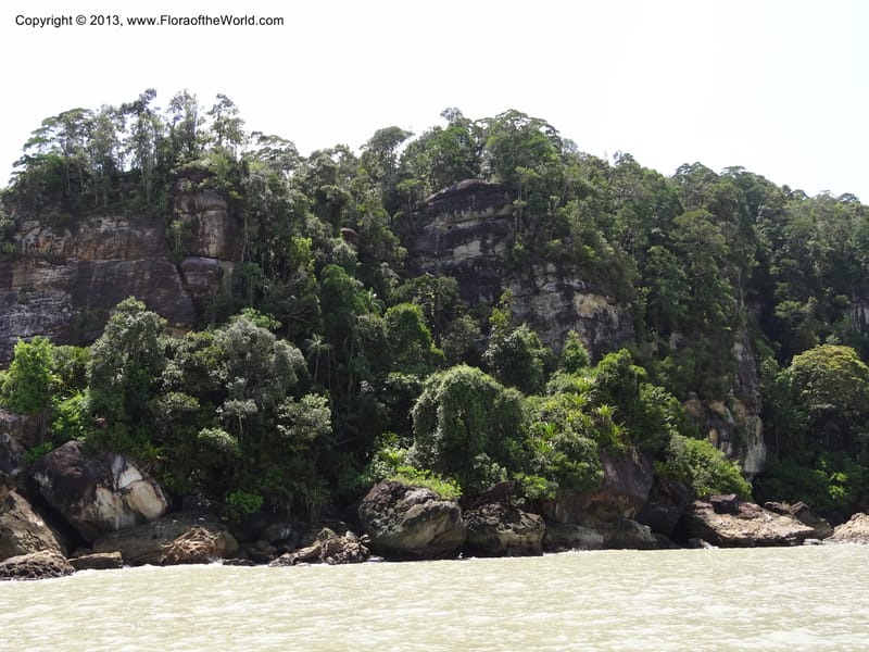 Malaysia, Sarawak. Bako Nat. Park. 29 Mar 2012.  DSC06061 (6).JPG