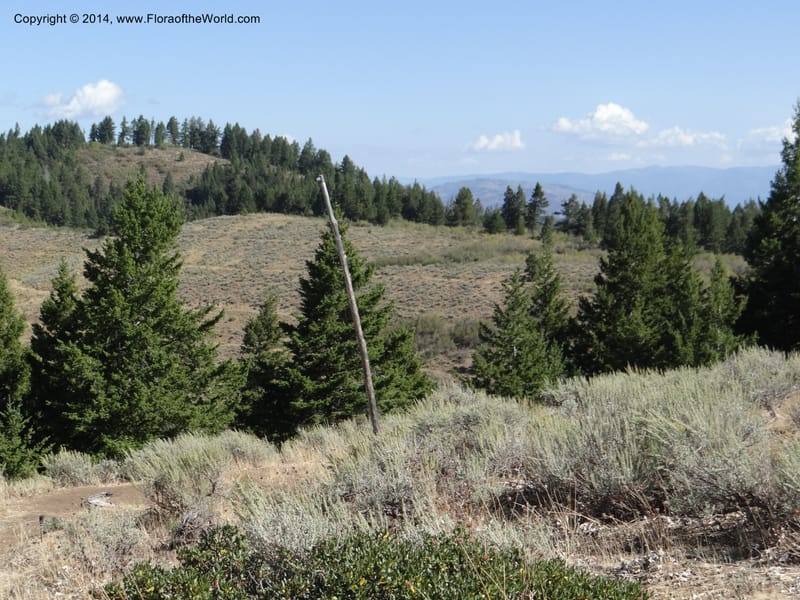 ID. Ada County. Idaho Bird Observ. Lucky Peak. 16 Sep 2013. (62).JPG