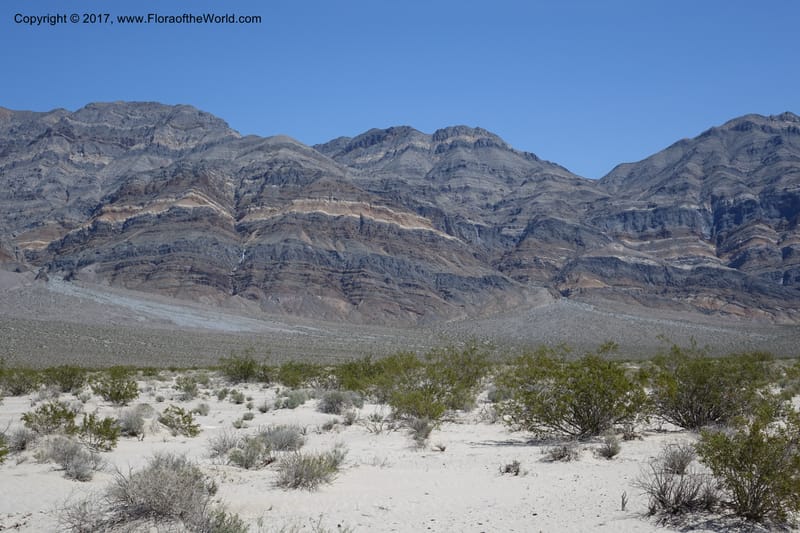 California. Inyo Co. Eureka Dune. 16 Apr 2016. DSC00110 (56).JPG