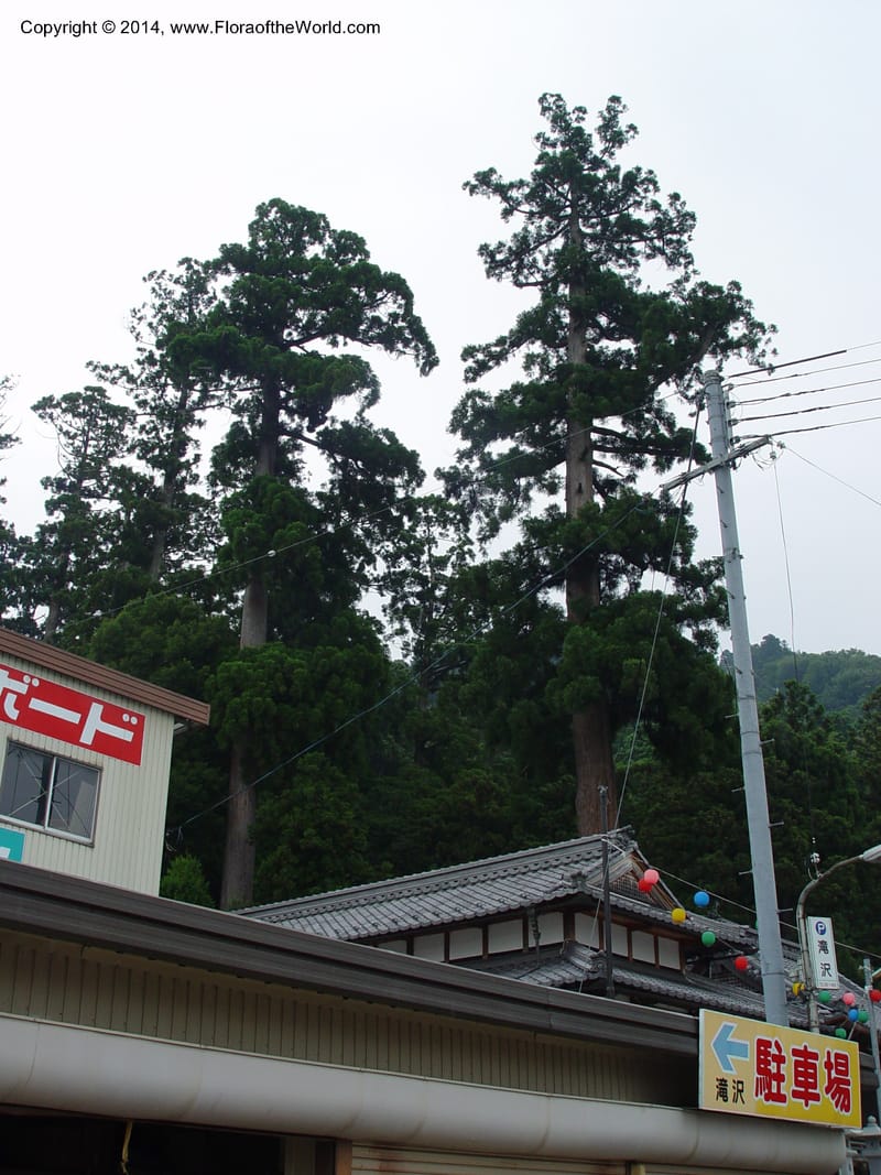 Japan. Temple in Ibuki-cho.  CD18 Jul 03. 006.jpg