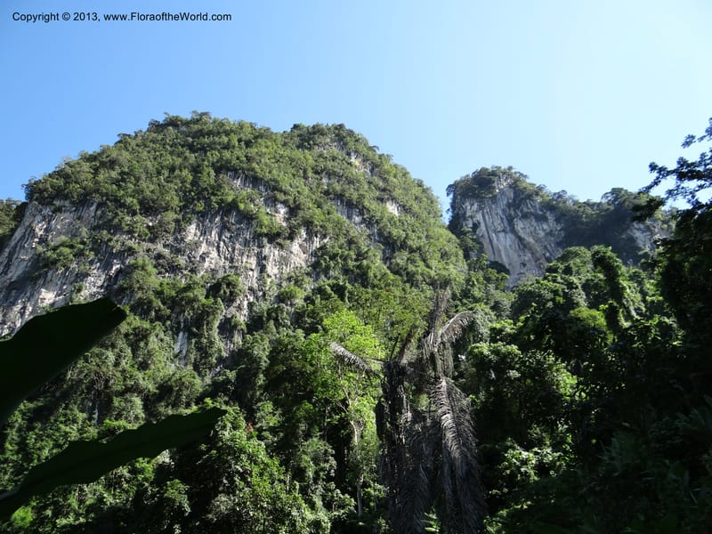 Thailand. Surat Thani Prov. Khlong Phanom Nat. Park. 15 Nov 2012. DSC09389 (271).JPG