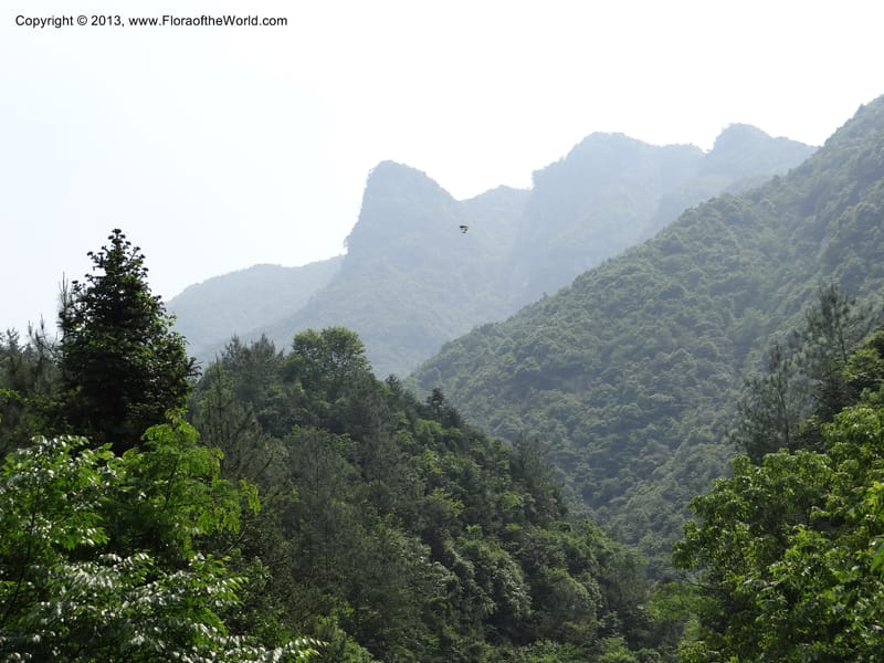 China. Zhejiang Prov. Shunxi Village. 28 May 2012. DSC00347 (275).JPG