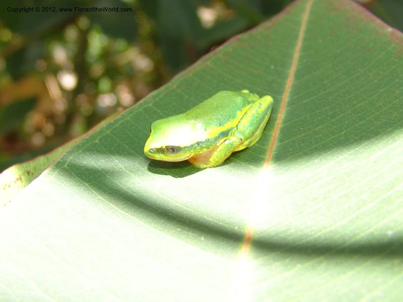 Frog, leaf--Madag. Ambotsimiray, E of Mangamila on Nat Rt 3. 17 Nov 06. 034.jpg