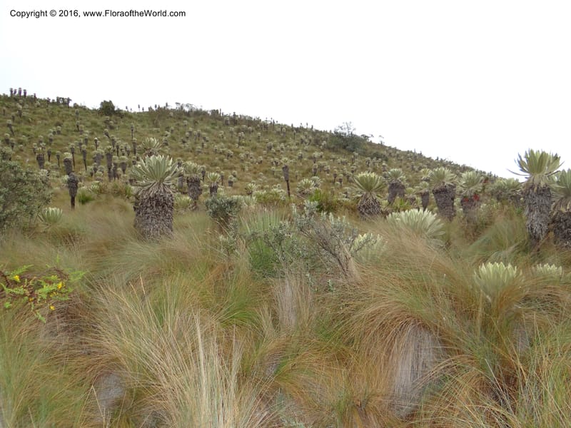 Ecuador. Carchi. Paramo El Angel. 5 Oct 2012. DSC06697 (10).JPG