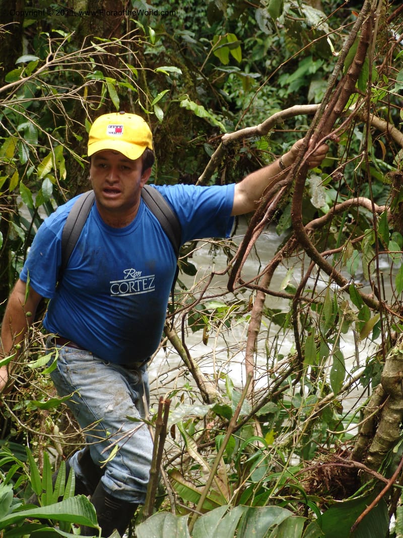 Ecuador. Maquipucuna Biol. Res. Send. del Rio. 13 Mar 06. 374.jpg
