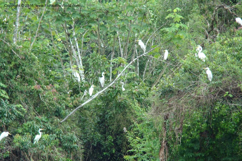 Peru. Loreto. Dto. Parinari. Atun Cocha. R. Samiria. 15 Nov 08. 869.jpg