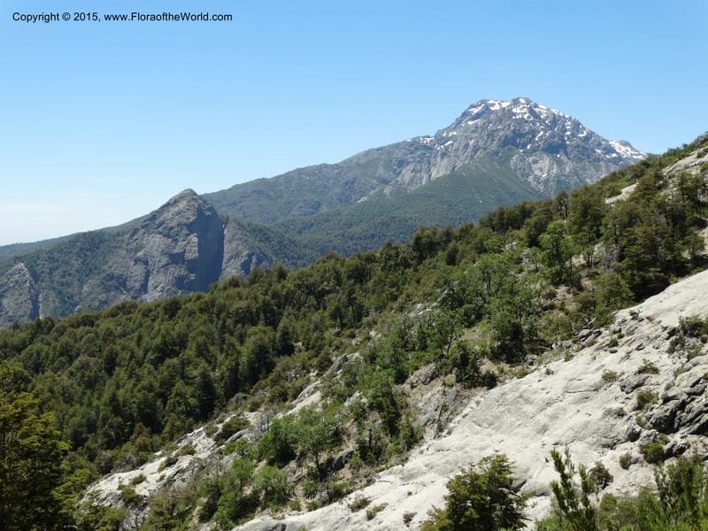 Chile. Res. Nac. Altos de Lircay. 26 Nov 2014. DSC08103 (710).JPG