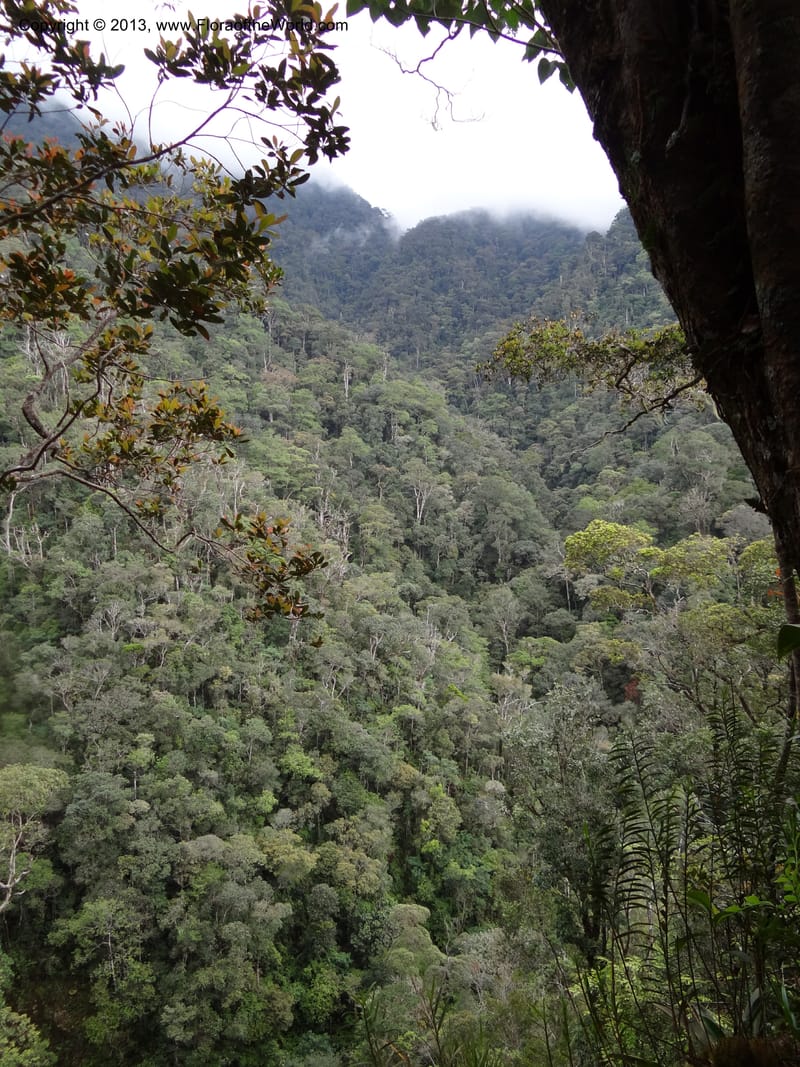 Malaysia, Sabah. Mt. Kinabalu. 4 Apr 2012. DSC06767 (96).JPG