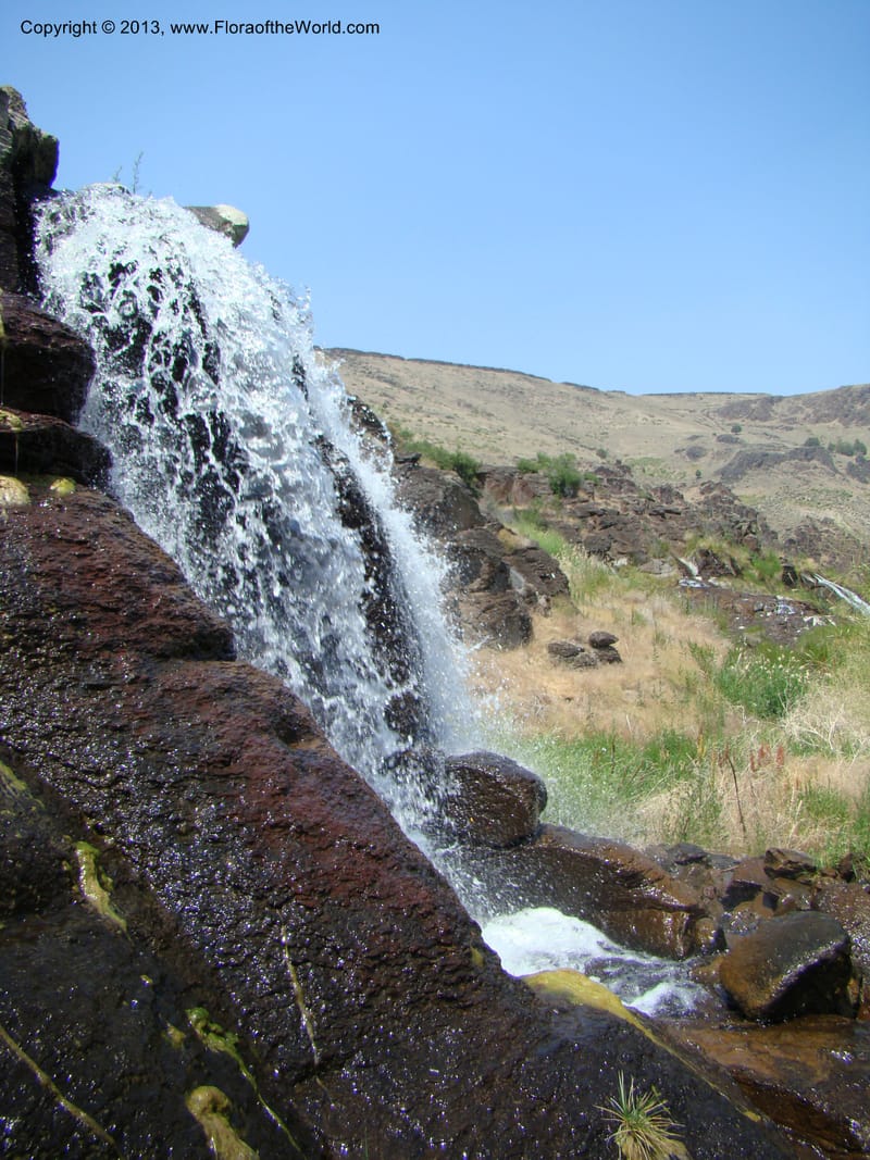 OR. Malheur Co. Owyhee Riv. near Three Forks. 16 Jul 08. 046.jpg