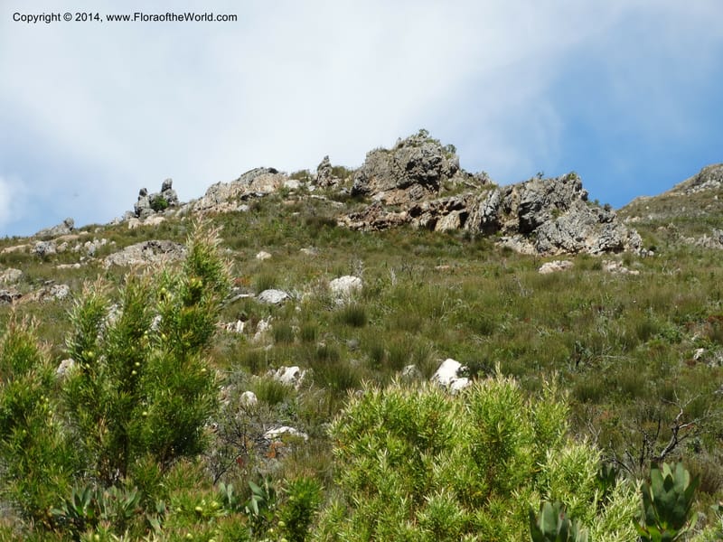 South Africa. Western Cape. Franschhoek Pass. 18 Jan 2014. DSC00120 (65).JPG