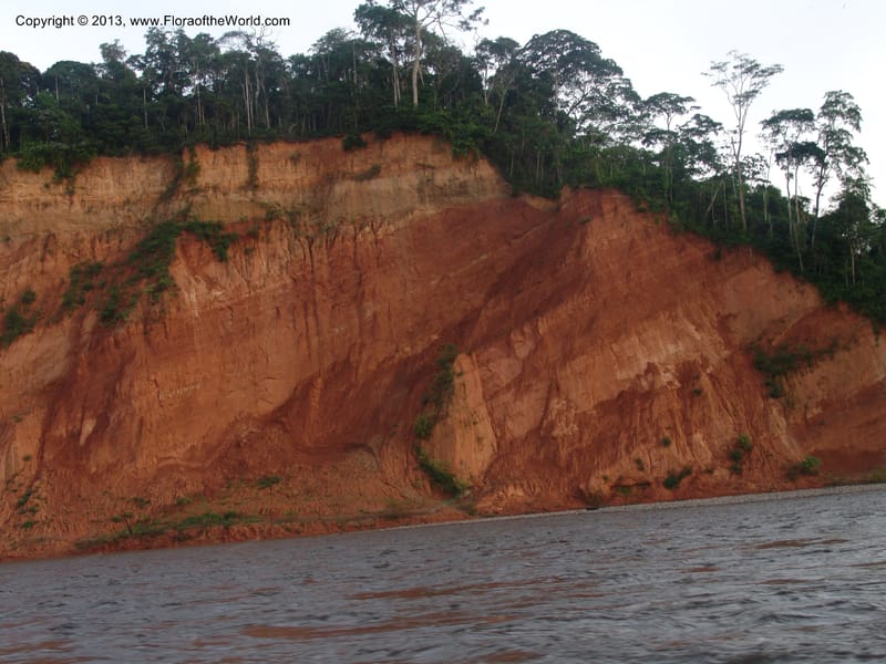 Rio Tuichi, upriver from Chalalan--Bolivia. Pq. Nac. Madidi. near San Jose de Uchup. 29 Nov 04. 034.jpg