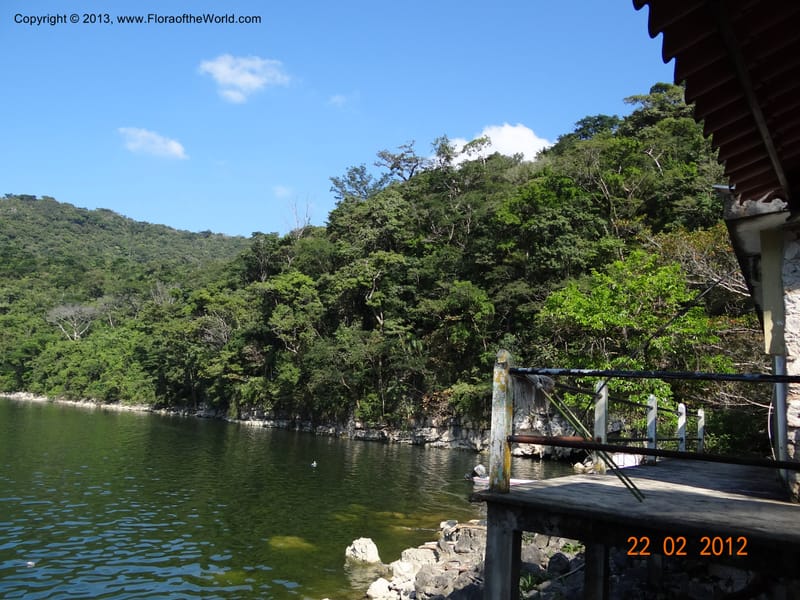 Habitat--Mexico, Chiapas, El Ocote, rio de la Venta 22 Feb 2012  3825 (2).JPG