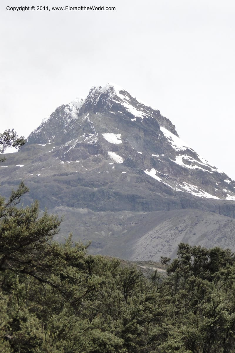 Ecuador. Pichincha. Res. Ecol. Ilinizas. 4 June 2011. 318.jpg