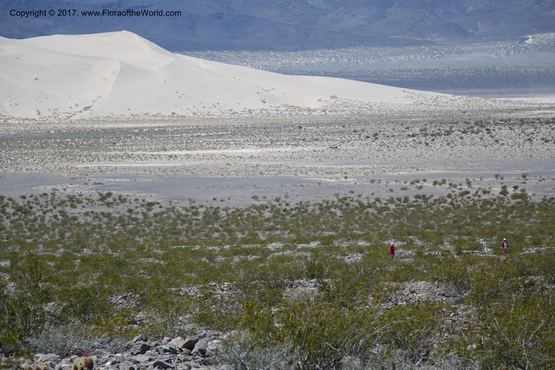 California. Inyo Co. Last Chance Mts. 16 Apr 2016.  (9).JPG