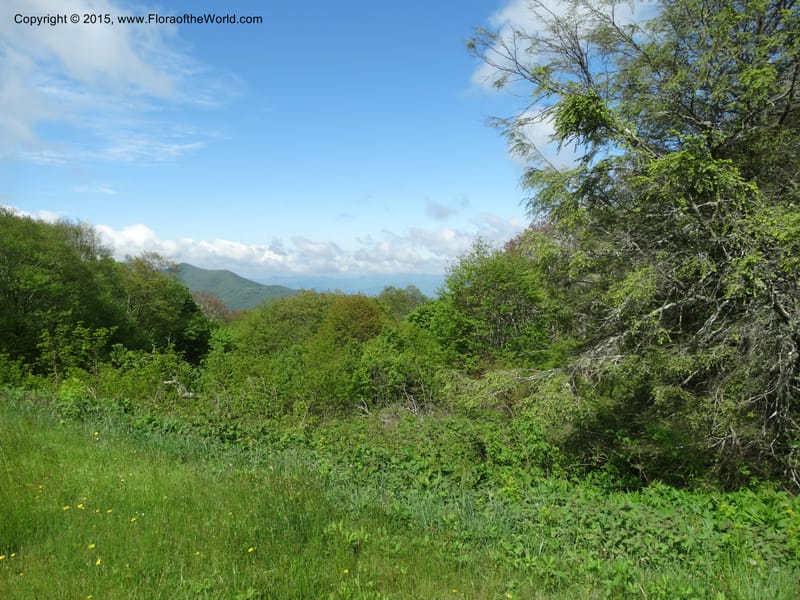 North Carolina. Haywood Co. Grassy Ridge Mine Overlook. 21 May 2015. DSC06988 (51).JPG