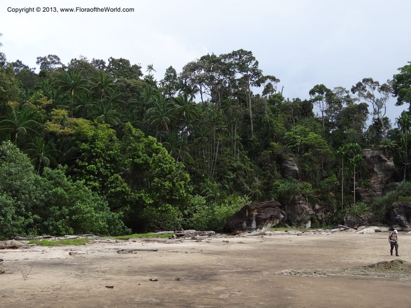 Malaysia, Sarawak. Bako Nat. Park. 29 Mar 2012.  DSC06061 (15).JPG