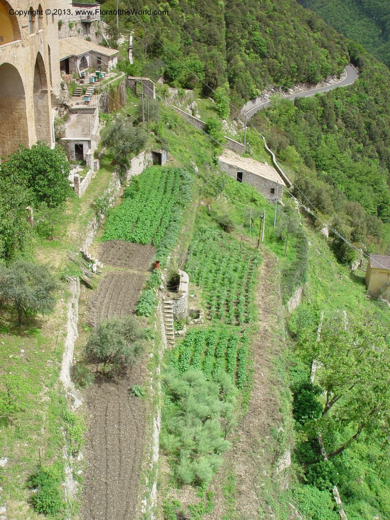 Vegetable gardens below the upper monastery, Subiaco, Abruzz.jpg
