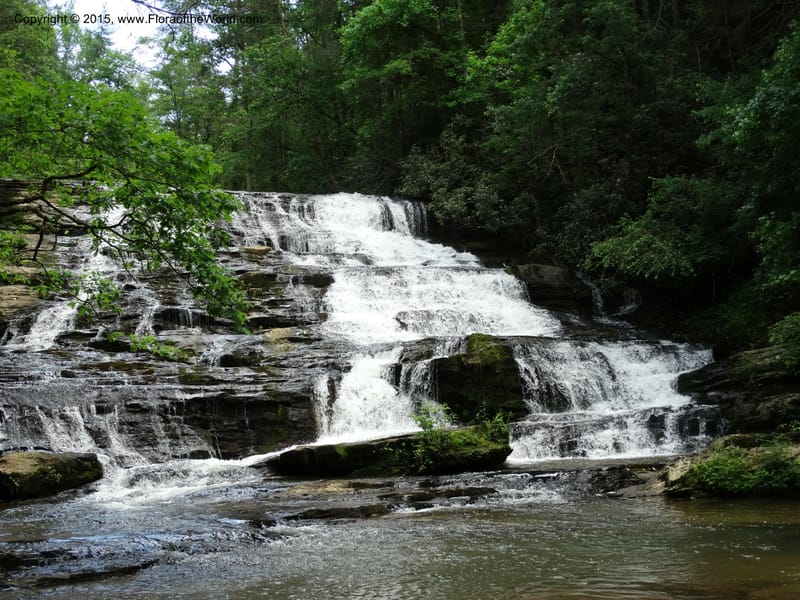 South Carolina. Oconee Co. Brasstown Cr. 19 May 2015. DSC06413 (184).JPG