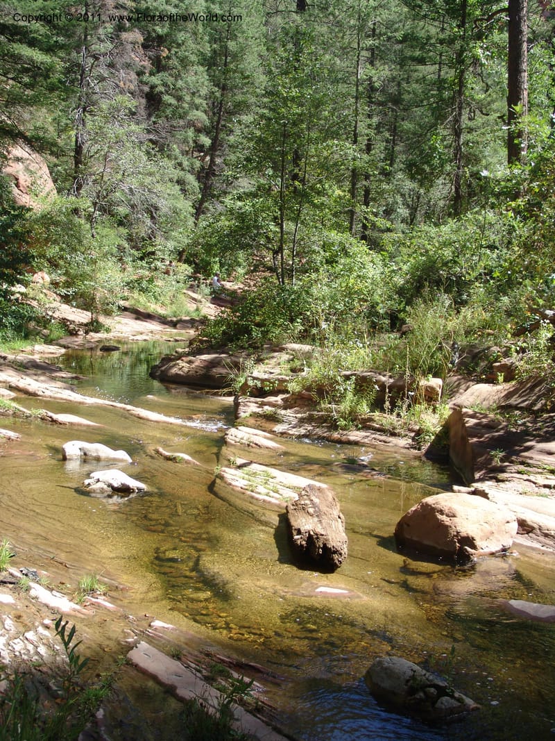 AZ. Coconino Co. Oak Cr Canyon. W Fork Trail 108. 4 Sep 04. 170.jpg