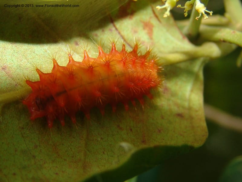 Caterpillar on Alchornea--Bolivia. Pq. Nac. Madidi. Laguna Chalalan. 26 Nov 04. 553.jpg