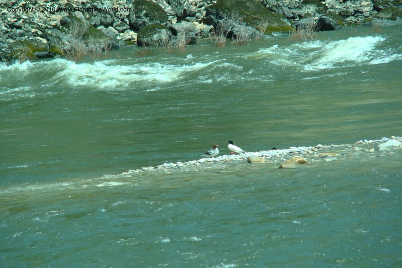 ID. Idaho Co. Salmon River Rd. 17 May 09. 239.jpg