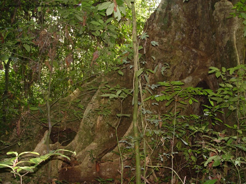 Cameroon. Bimbia Mangrove Nat. Trail. 8 Dec 03. 025.jpg